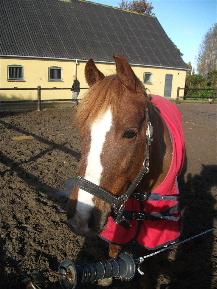 Anden særlig race Flying Buster billede 16