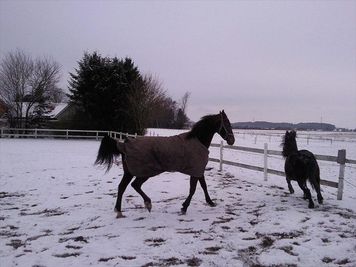 Traver Seeker Hornline *R.I.P* - Zig Zag og Charmer på ridebanen :D  billede 1
