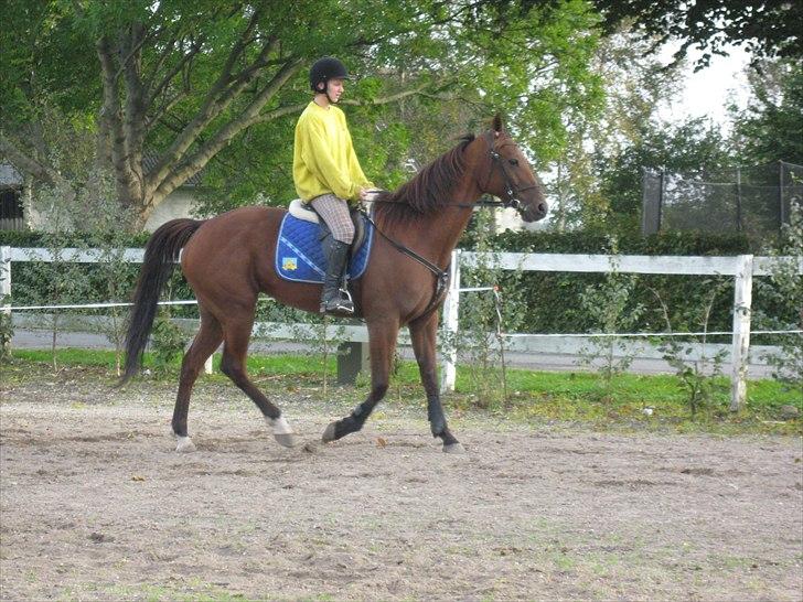 Traver Seeker Hornline *R.I.P* - Første rigtig ridetur hjemme :) billede 2