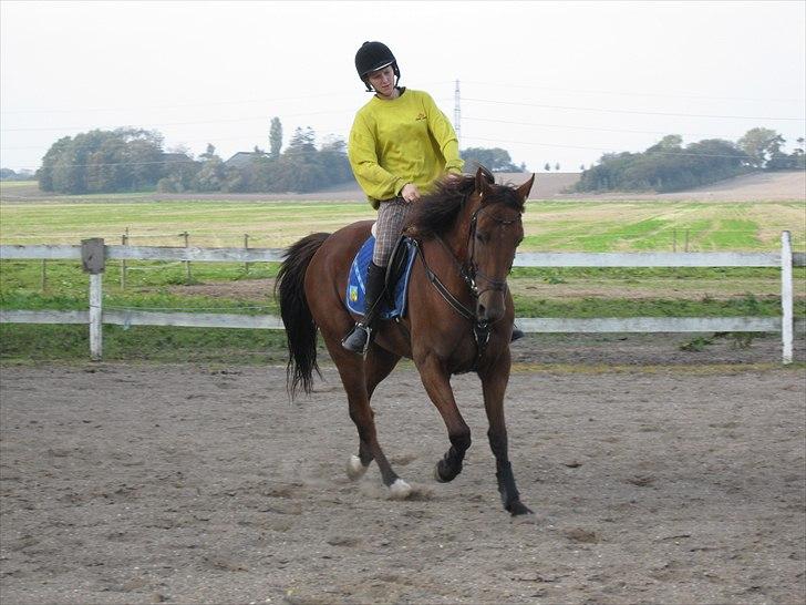 Traver Seeker Hornline *R.I.P* billede 5