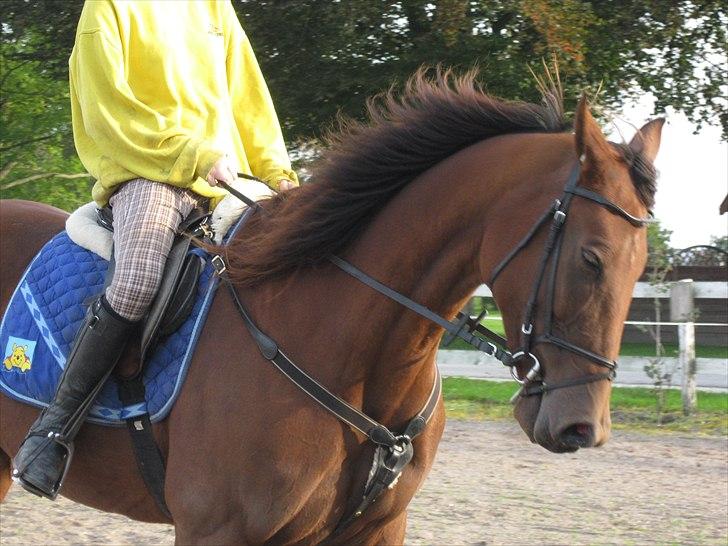 Traver Seeker Hornline *R.I.P* - Zig zags smukke hoved :D  billede 7