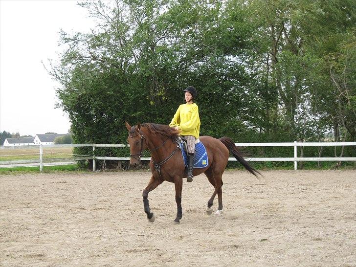 Traver Seeker Hornline *R.I.P* billede 12