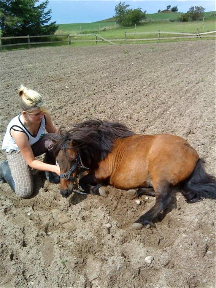 Shetlænder Nikki billede 1