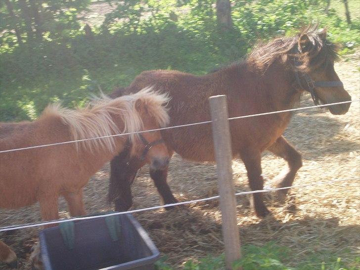 Shetlænder Nikki - Play og Nikki billede 2