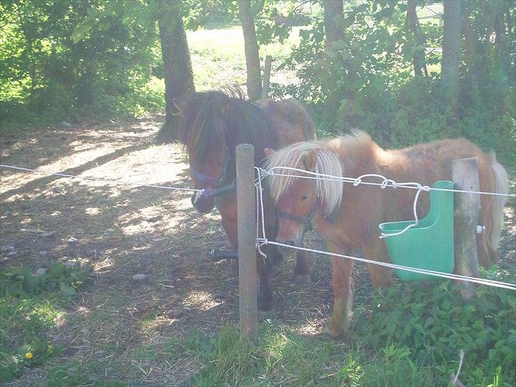 Shetlænder Nikki - Play og Nikki billede 3