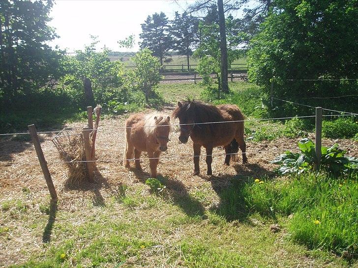 Shetlænder Nikki - Play og Nikki - altid klar til at tage imod! billede 4