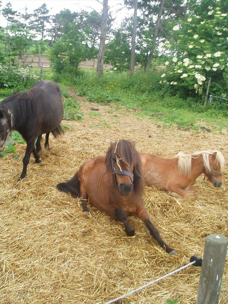 Shetlænder Nikki - Godmorgen :p med foldkammeraterne i baggrunden billede 5