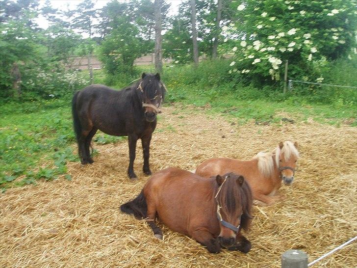 Shetlænder Nikki - Stella står og passer på drengene ;) billede 6