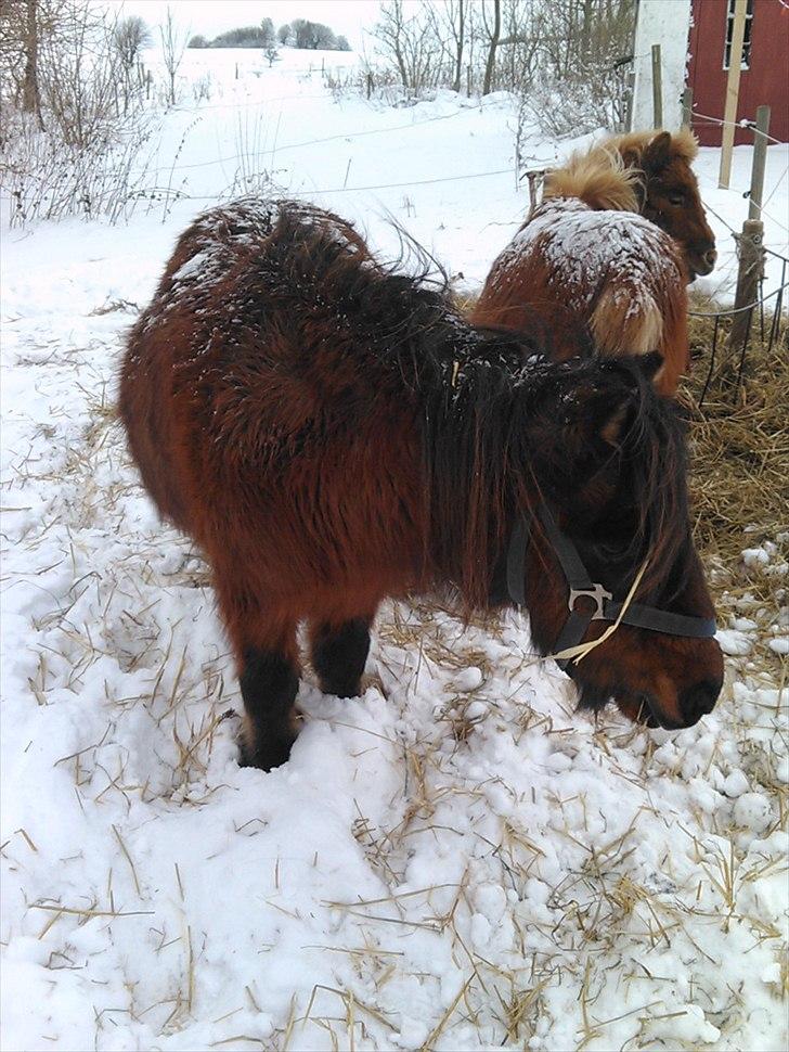 Shetlænder Nikki - sneklædte drenge billede 7