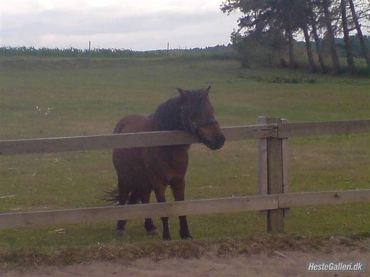 Shetlænder Nikki - Nikki som publikum, mens Samson arbejder .. billede 8