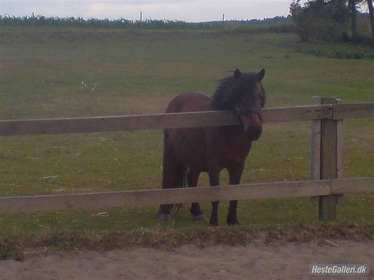 Shetlænder Nikki - Nikki som publikum, mens Samson arbejder .. billede 9