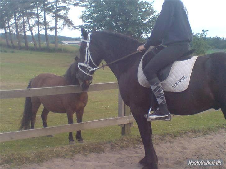 Shetlænder Nikki - Samson og Nikki billede 10