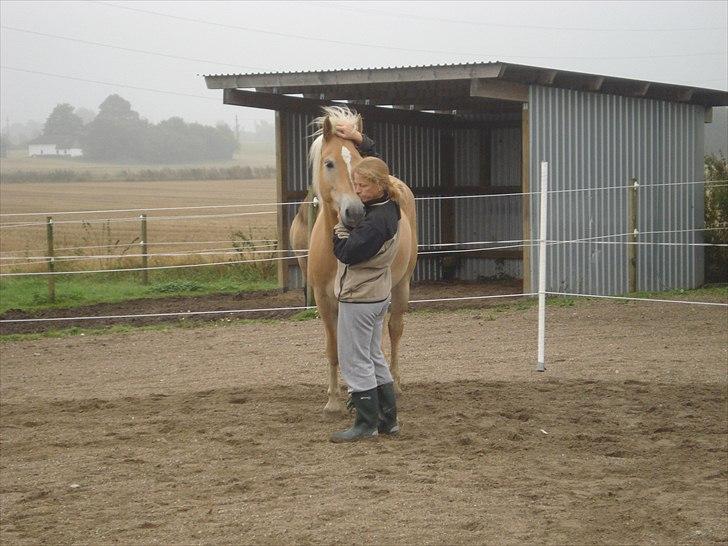 Haflinger Hedevang's Nina **solgt** - Lækker smukker Nina billede 11