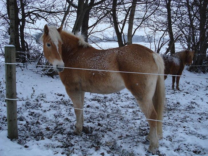 Haflinger Hedevang's Nina **solgt** - Nina vinteren 2010/11 - ikke så meget sne, så vi må prøve igen billede 12