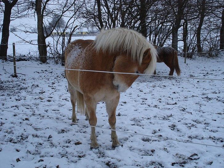 Haflinger Hedevang's Nina **solgt** - "Lykken er at kunne kløe sig selv på bringen" billede 13