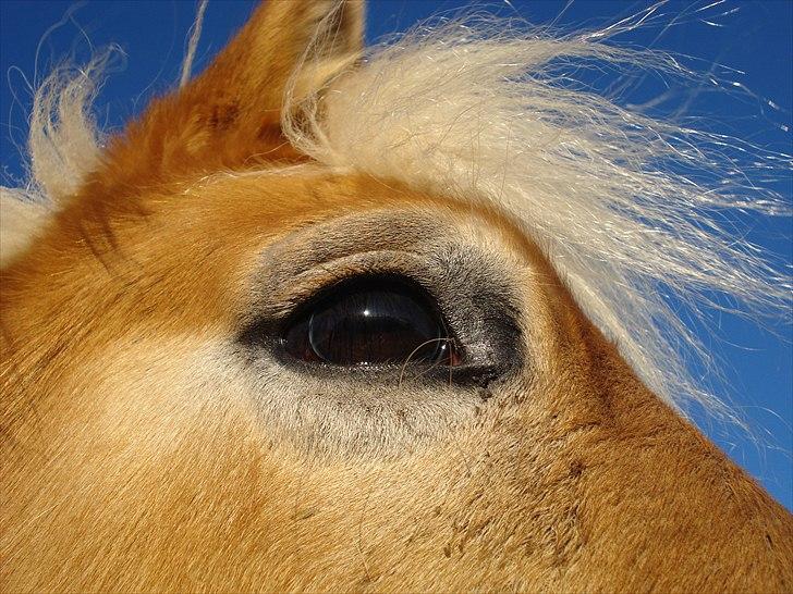 Haflinger Hedevang's Nina **solgt** - WOW - smukke Nina med smuk blå himmel som baggrund - originalt billede billede 14