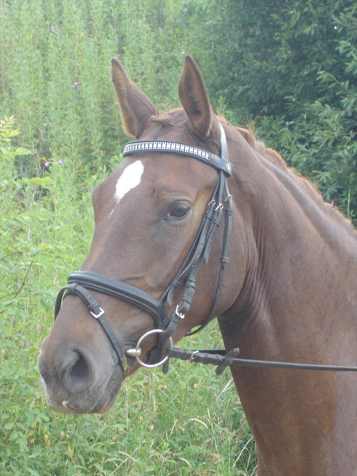 Dansk Varmblod Senorita Rose - billede serierne hvor vi rider er fra da Rose var 4 inden vi skulle til kåring og egnethedstest billede 1