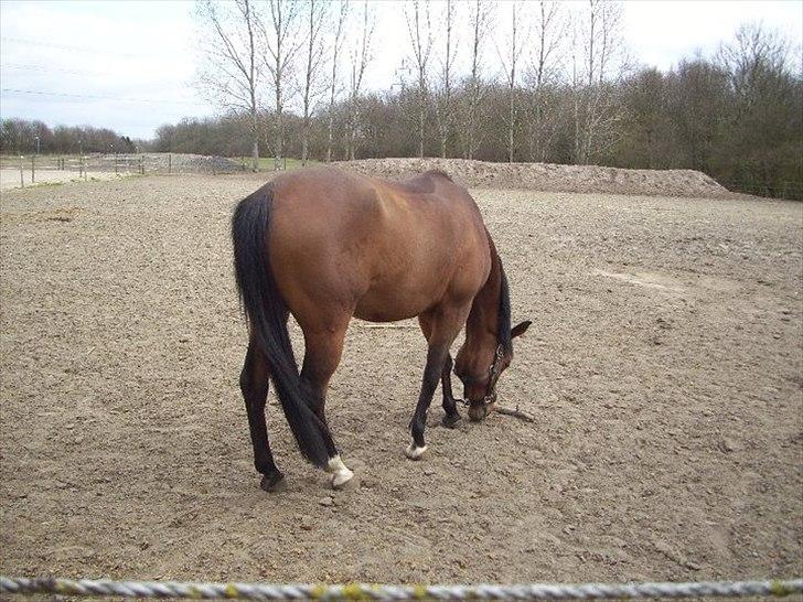 Arabisk fuldblod (OX) Rocky Mountain (Part) - Foto: LJ billede 5