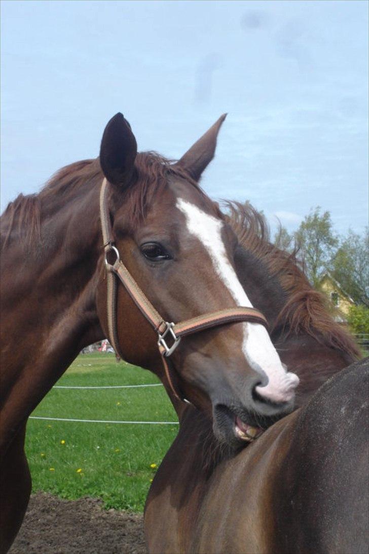 Dansk Varmblod Megs Vanilla billede 1