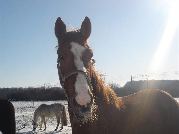 Dansk Varmblod Megs Vanilla - Vanilla 3 år, har ikke haft hende så længe billede 2
