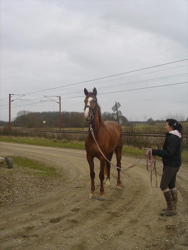 Dansk Varmblod Megs Vanilla - vanilla 3 år billede 3