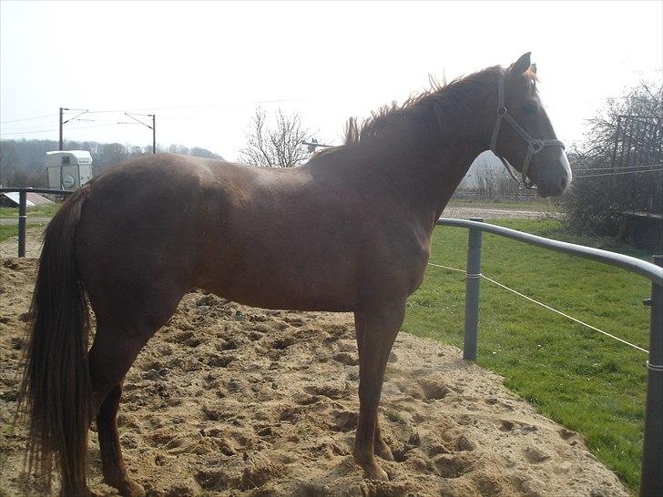 Dansk Varmblod Megs Vanilla billede 4