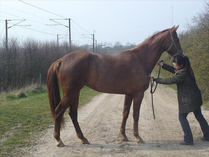 Dansk Varmblod Megs Vanilla - Forsøgte virkelig at få hende til at stå, men 3 år og meget nysgerrig billede 5