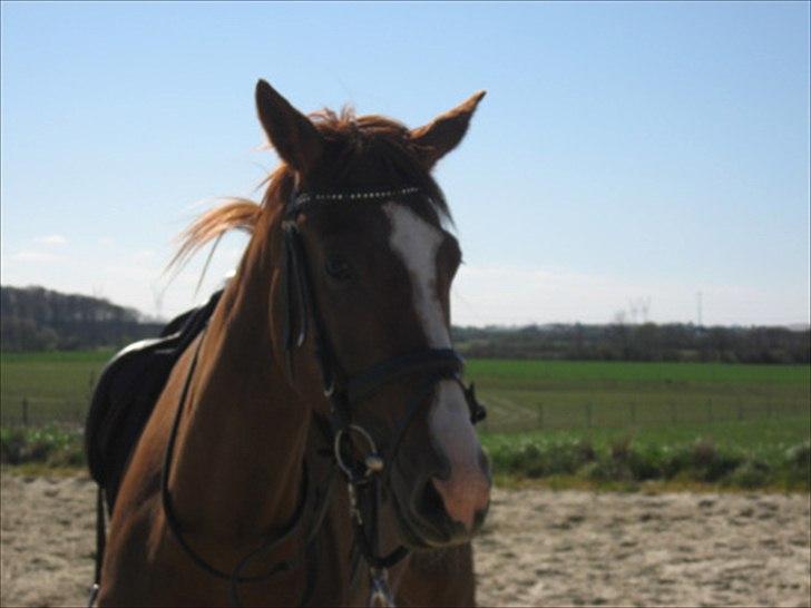 Dansk Varmblod Megs Vanilla billede 7