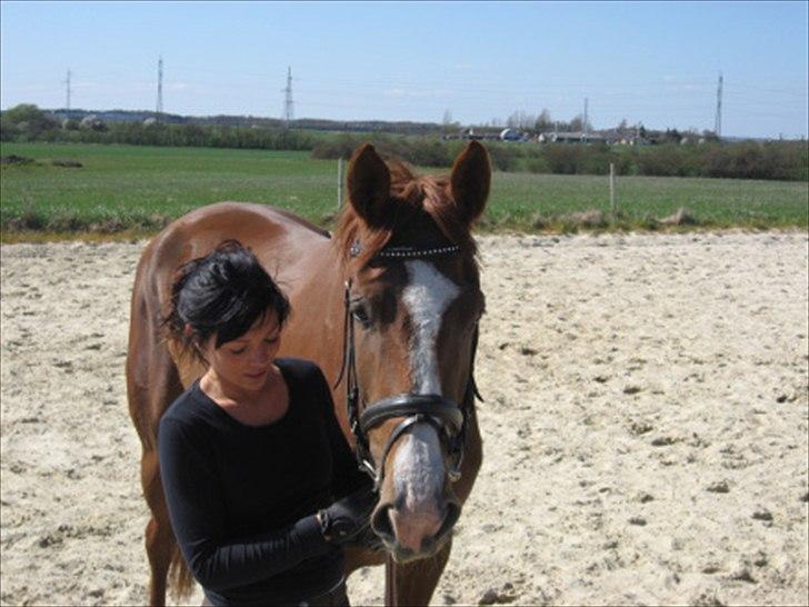 Dansk Varmblod Megs Vanilla billede 8