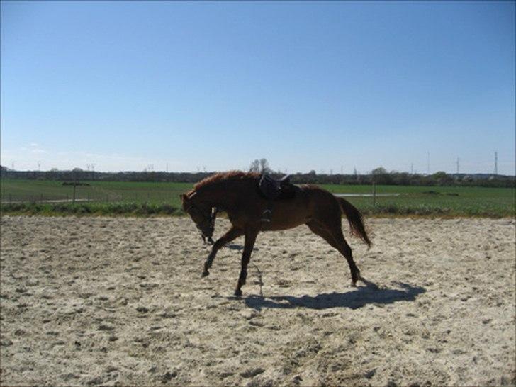 Dansk Varmblod Megs Vanilla - Sådan som vi kender hende... Ikke bleg for at give lille bukke tur;o) billede 9