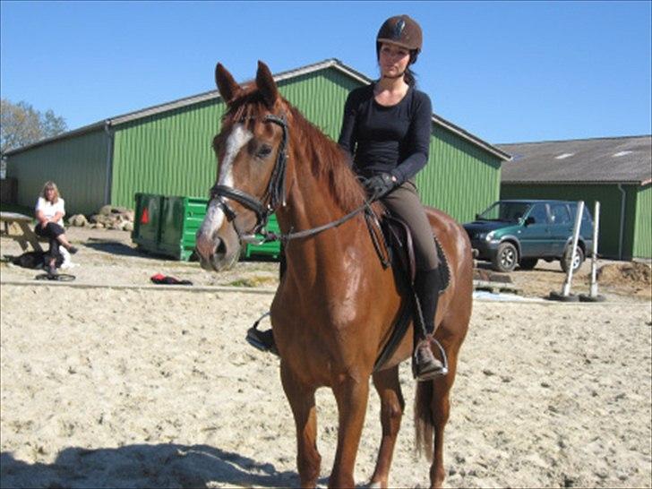 Dansk Varmblod Megs Vanilla billede 10