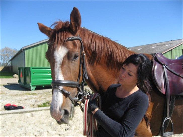 Dansk Varmblod Megs Vanilla billede 11