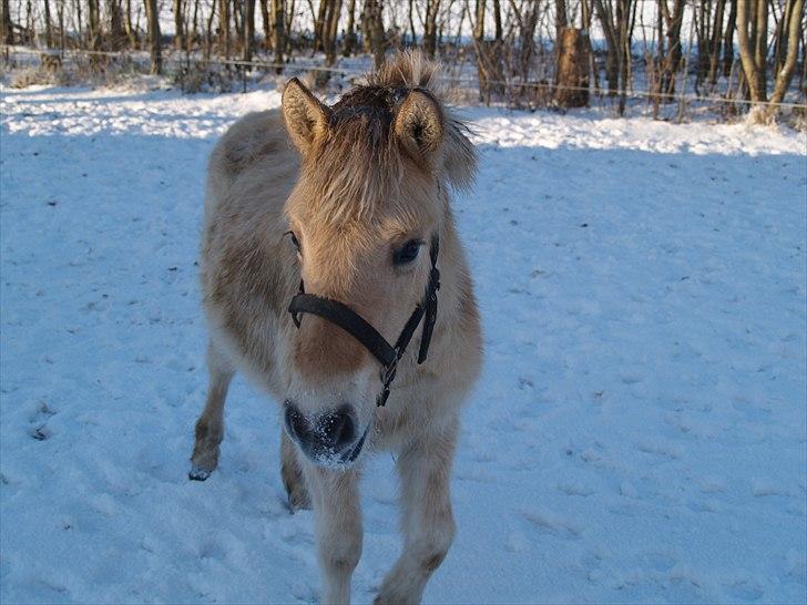 Fjordhest Oblings Belicimo billede 6