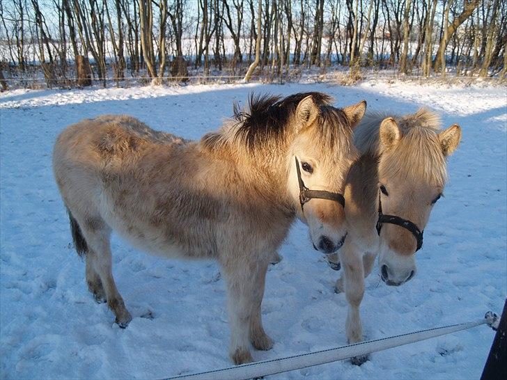 Fjordhest Oblings Belicimo billede 7