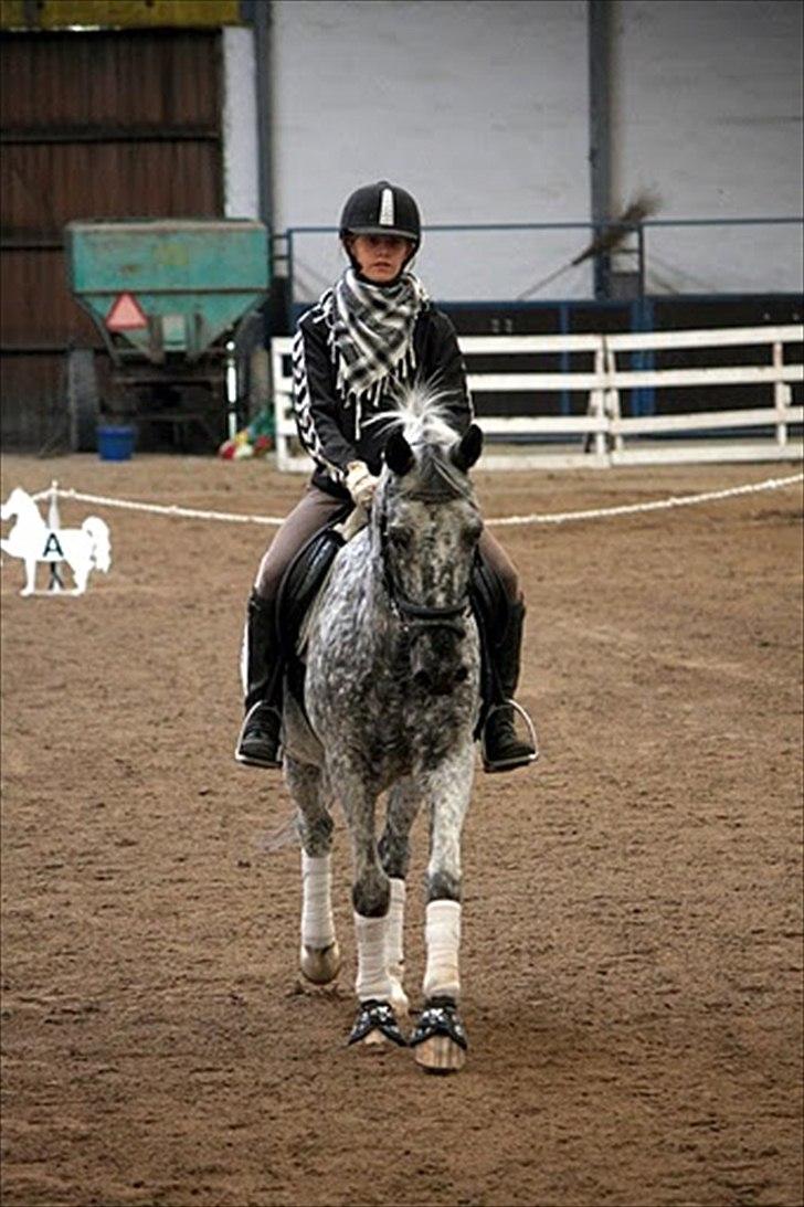 Anden særlig race Benno // Har redet - Foto: Maria Rasch billede 2