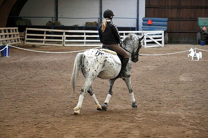 Anden særlig race Benno // Har redet - Foto: Maria Rasch billede 3