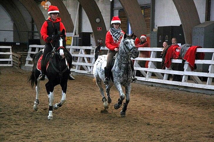 Anden særlig race Benno // Har redet - Foto: Maria Rasch billede 4