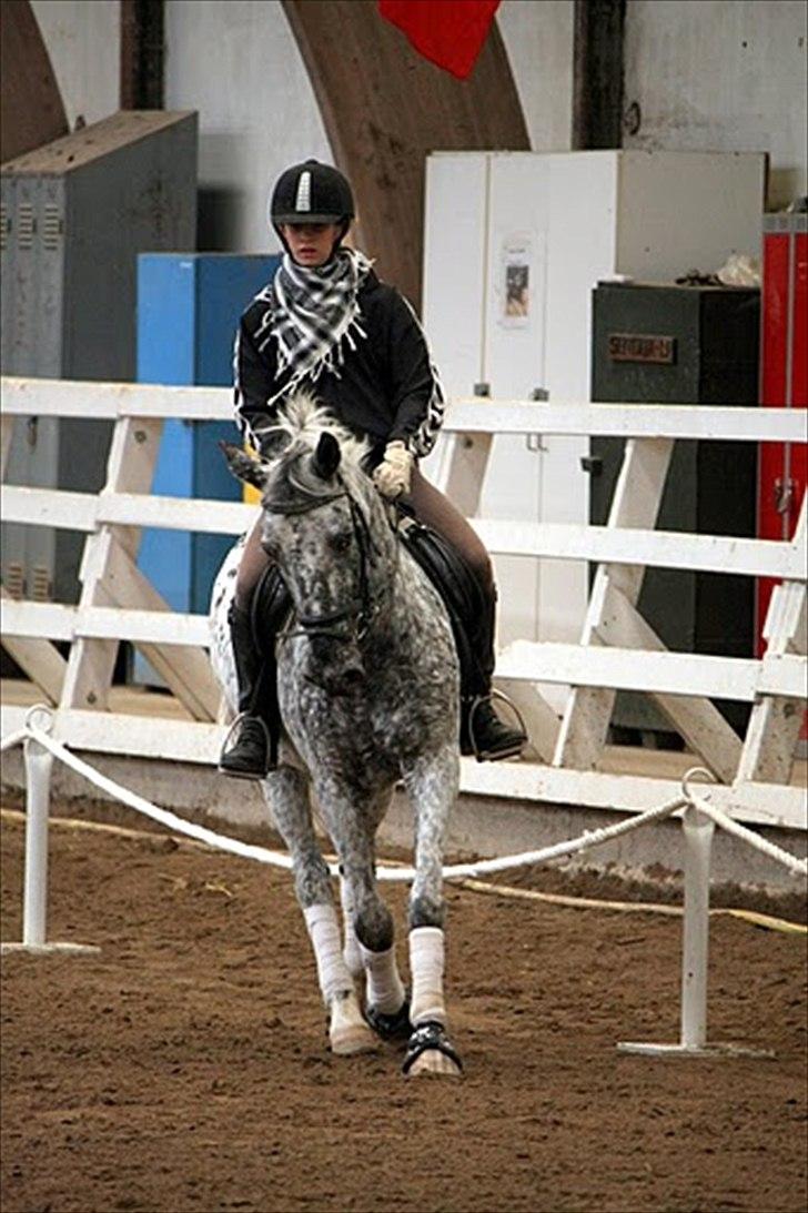 Anden særlig race Benno // Har redet - Foto: Maria Rasch billede 5