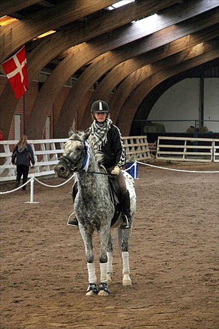 Anden særlig race Benno // Har redet - Foto: Maria Rasch billede 7