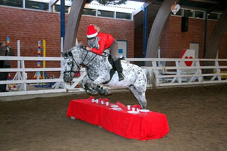 Anden særlig race Benno // Har redet - Springer "julebord" Foto: Maria Rasch billede 8