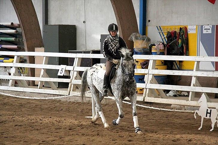 Anden særlig race Benno // Har redet - Foto: Maria Rasch billede 9