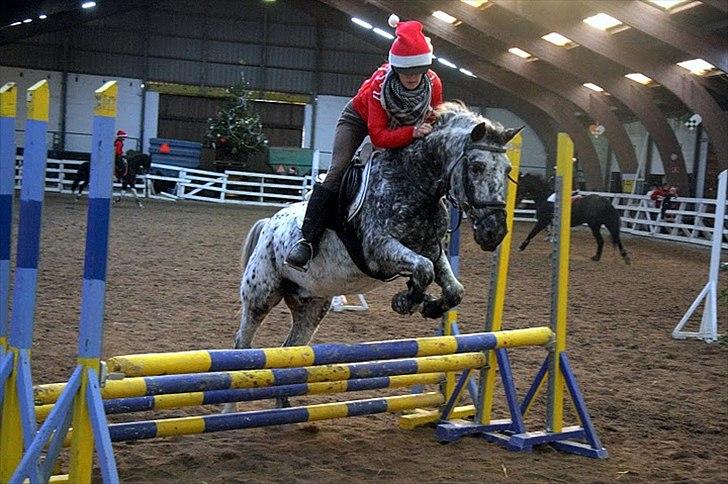 Anden særlig race Benno // Har redet - Højdespringning. Foto: Maria Rasch billede 10