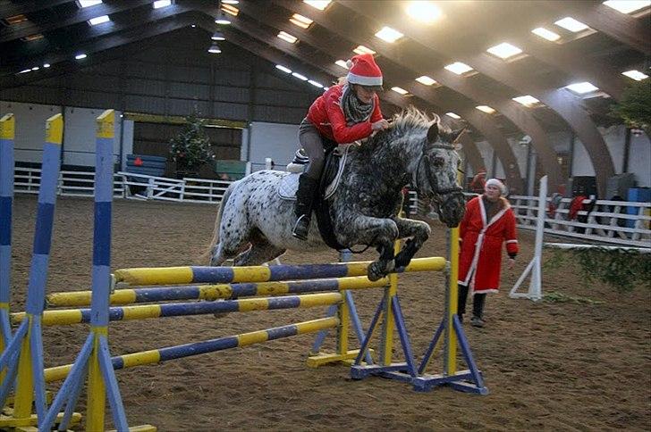 Anden særlig race Benno // Har redet - Højdespringning omkring 1m. (river) Foto: Maria Rasch billede 12