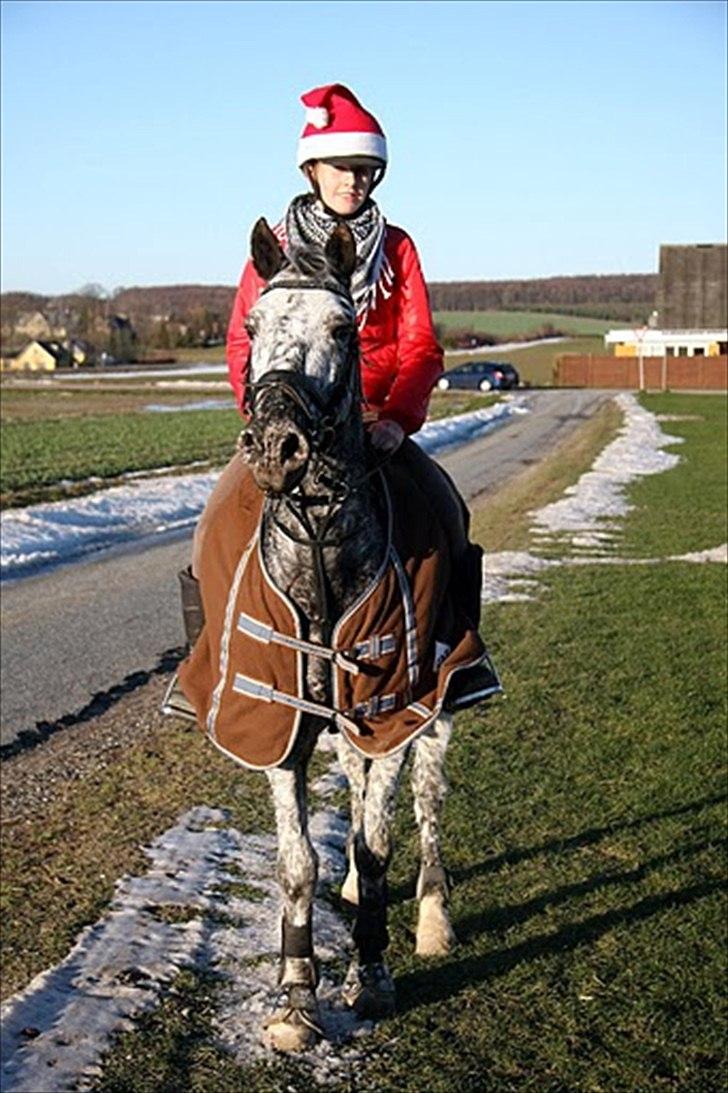 Anden særlig race Benno // Har redet - Foto: Maria Rasch billede 13