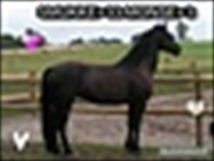 Welsh Cob (sec D) Avalons Monalisa billede 10
