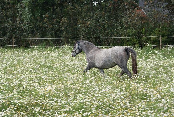 Welsh Mountain (sec A) Fakla Rose  - september 2010 billede 9