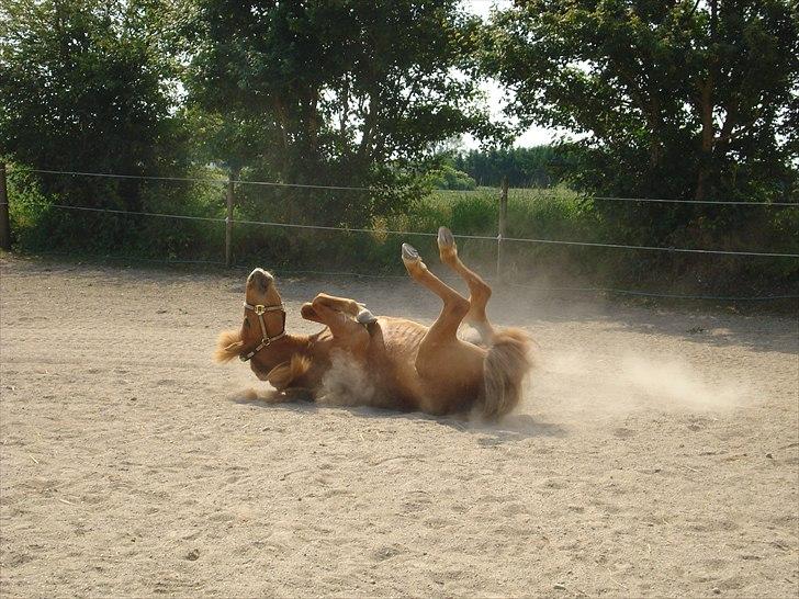 Anden særlig race Frida - Yihaaaa - intet er så dejligt som et rul på banen billede 4