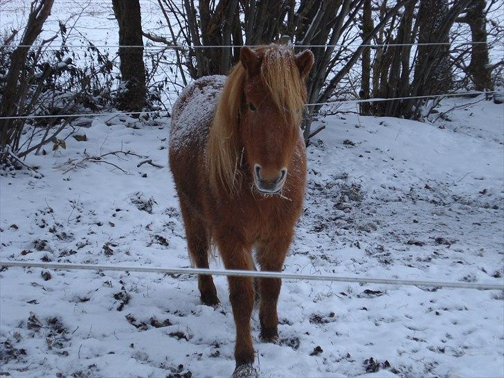 Anden særlig race Frida - Smukke Frida december 2010 billede 6