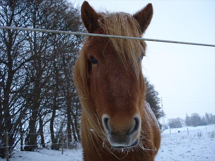 Anden særlig race Frida - Vil meget gerne fotograferes   :o) billede 7
