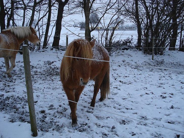 Anden særlig race Frida - Smuk gang - meeen det skyldes nok mest det glatte føre billede 8